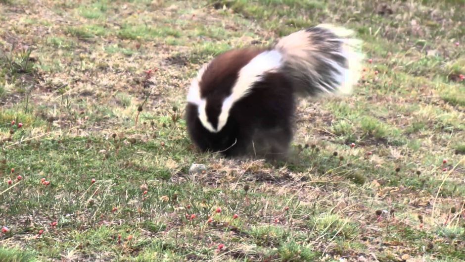  Patagonian skunk, Guia de Fauna. RutaChile.   - 