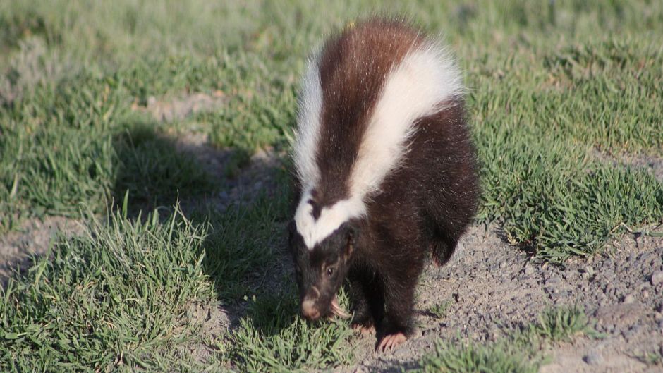  Patagonian skunk, Guia de Fauna. RutaChile.   - 