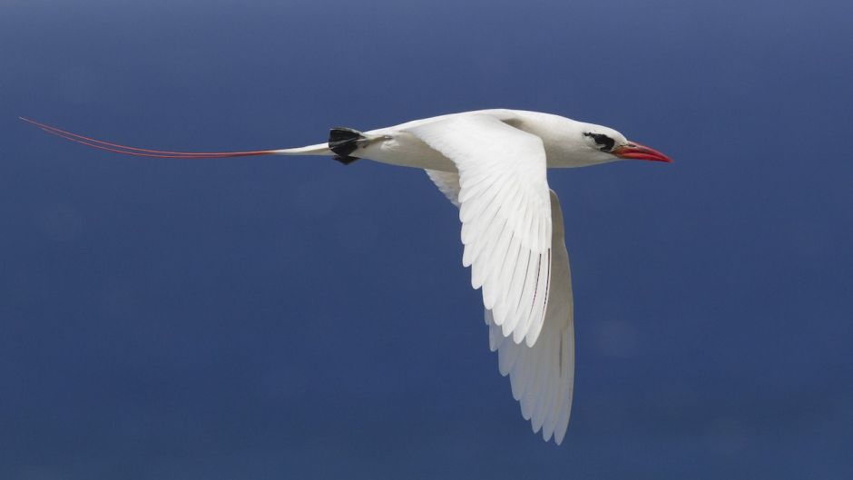 Red-tailed Tropicbird.   - 