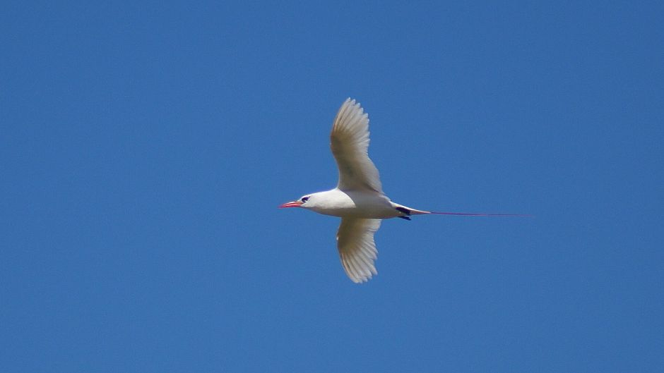 Red-tailed Tropicbird.   - PERU