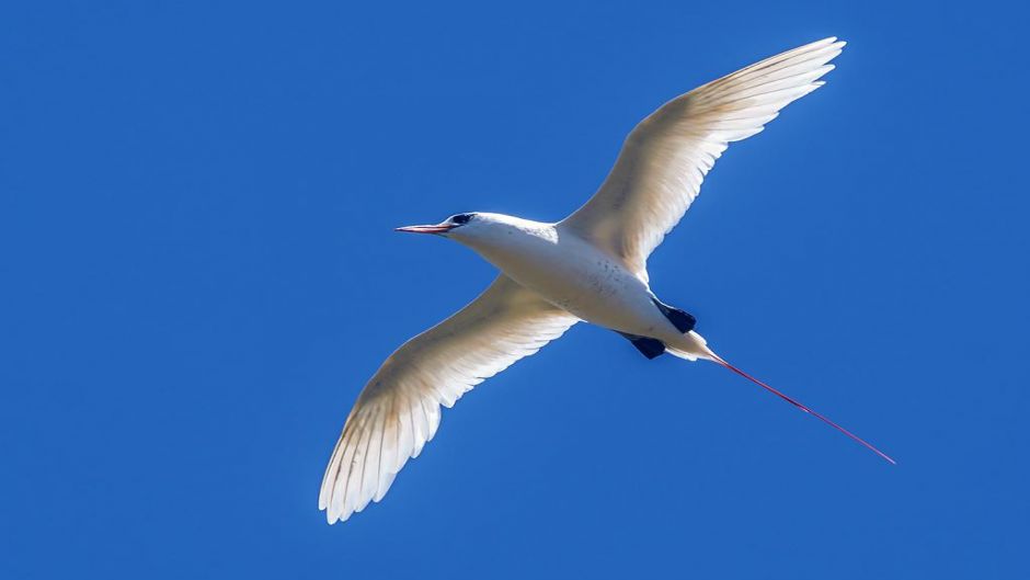 Red-tailed Tropicbird.   - FIJI