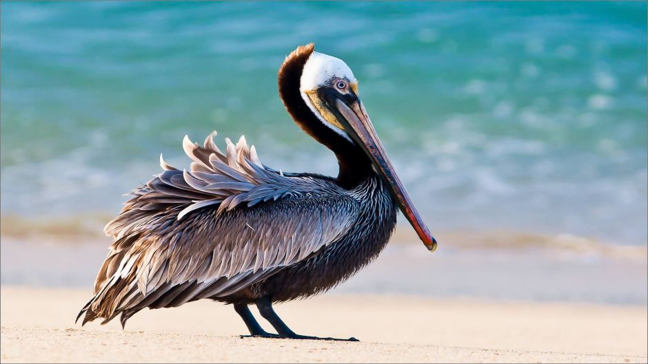 Brown Pelican.   - 