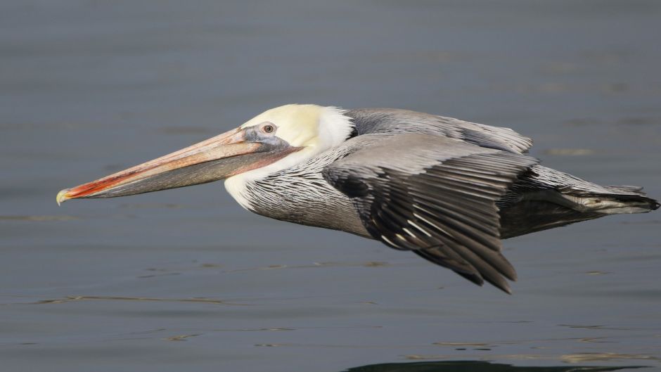 Brown Pelican.   - Nicaragua