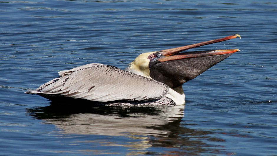 Brown Pelican.   - 