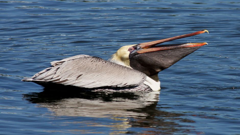 Brown Pelican.   - Panama