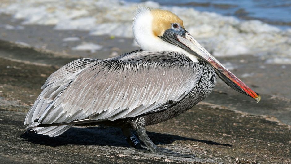 Brown Pelican.   - ECUADOR