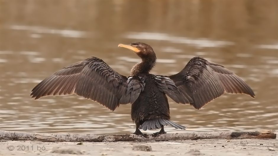 cormorán neotropica, Guia de Fauna. RutaChile.   - Mexico