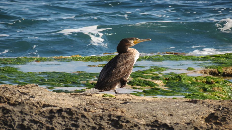 cormorán neotropica, Guia de Fauna. RutaChile.   - ECUADOR