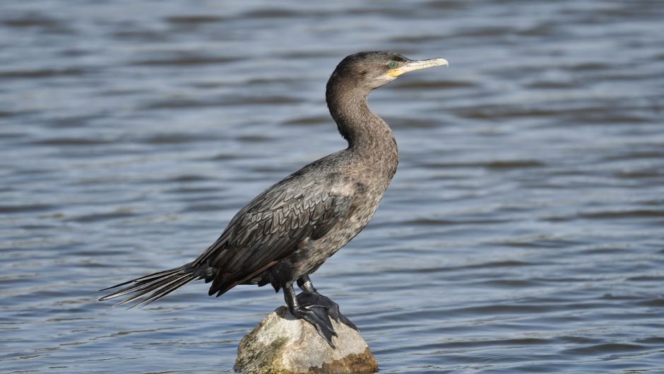 cormorán neotropica, Guia de Fauna. RutaChile.   - 