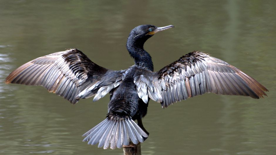 cormorán neotropica, Guia de Fauna. RutaChile.   - CUBA