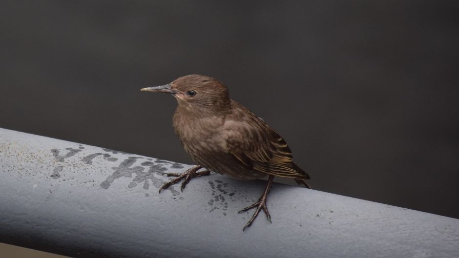 Bay-winged Cowbird, Guia de Fauna. RutaChile.   - Paraguay