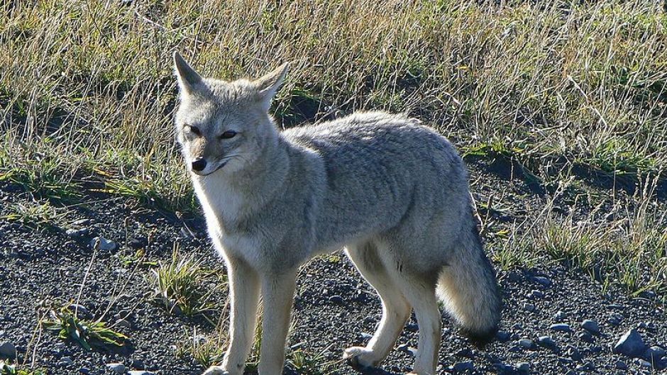 Chilla Fox, Guia de Fauna. RutaChile.   - 