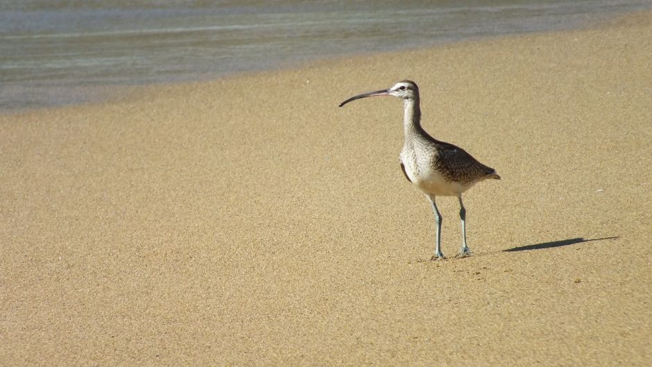 Curlew, Guia de Fauna. RutaChile.   - PERU