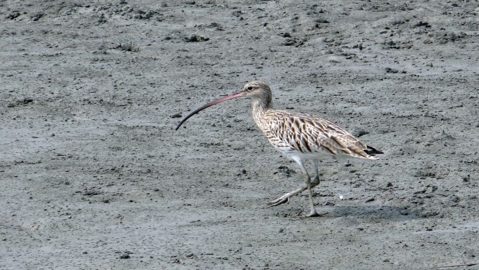 Curlew, Guia de Fauna. RutaChile.   - SINGAPORE