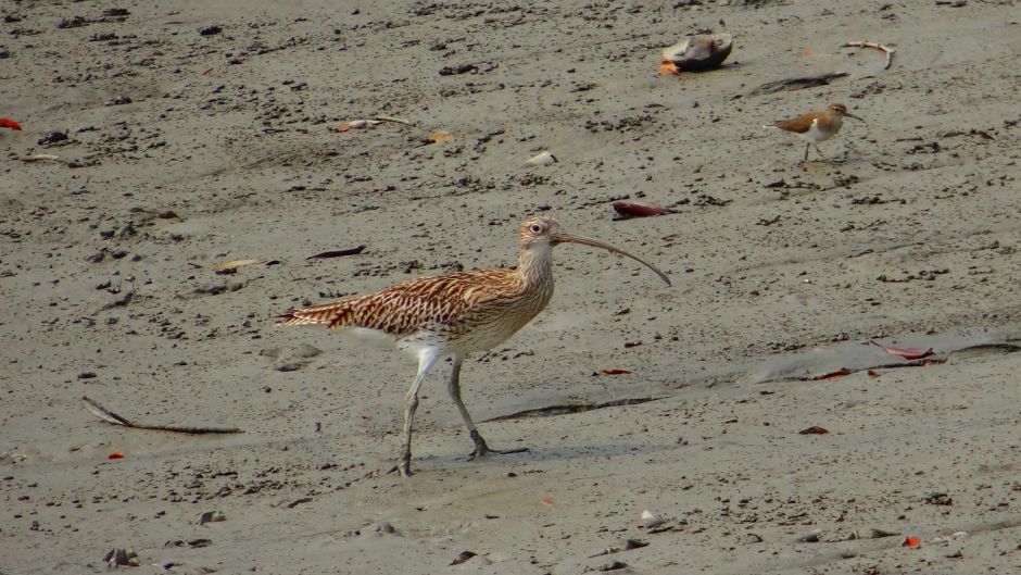 Curlew, Guia de Fauna. RutaChile.   - PERU