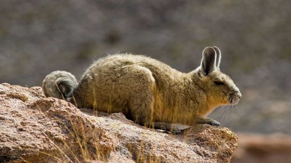 Vizcacha, Guia de Fauna. RutaChile.   - Paraguay