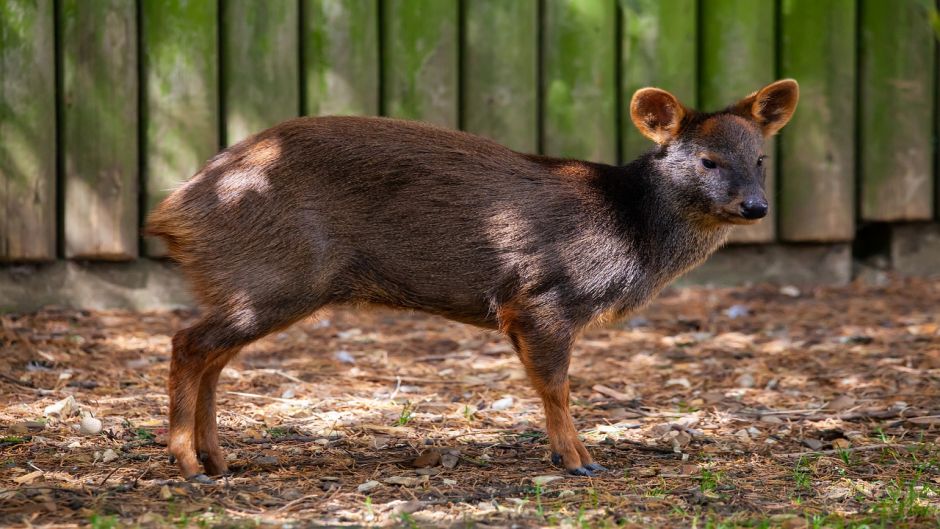 Pudu, Guia de Fauna. RutaChile.   - CHILE