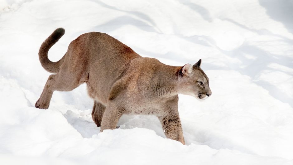 Cougar.   - ECUADOR