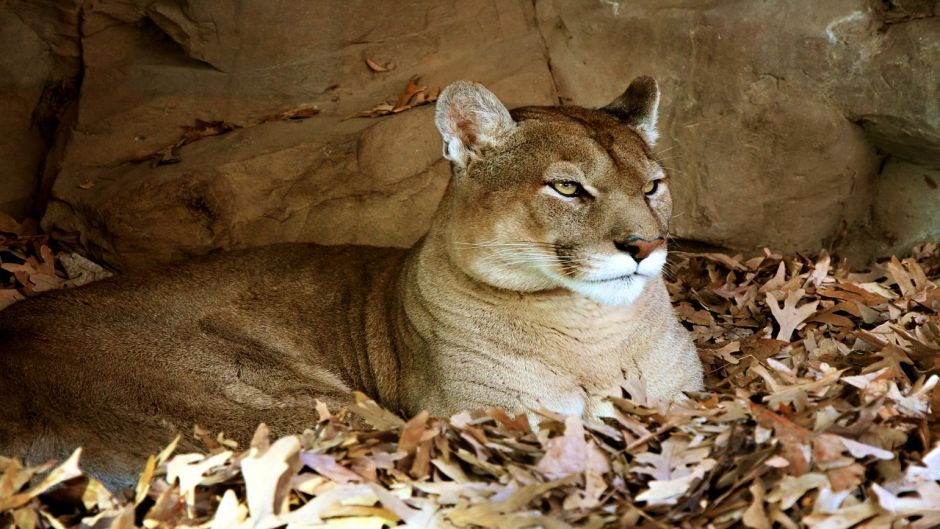 Cougar.   - ECUADOR