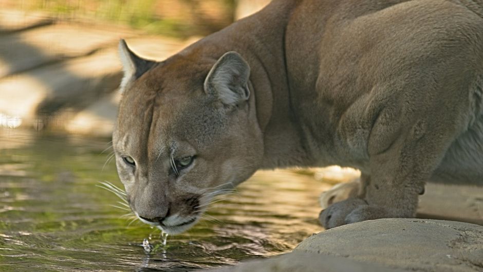 Cougar.   - ARGENTINA