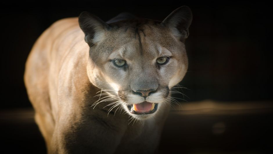 Cougar.   - ECUADOR