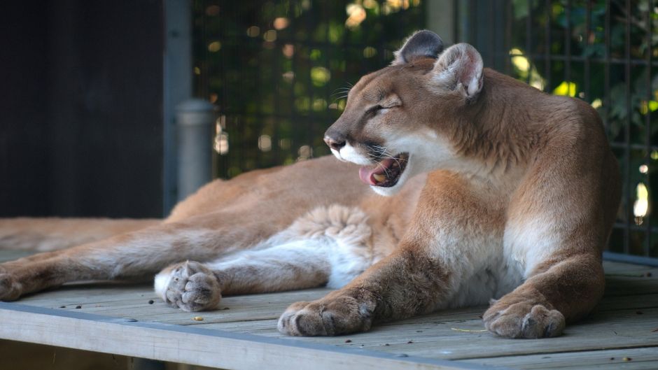 Cougar.   - UNITED STATES