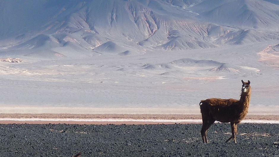 Vicuña, Guia de Fauna. RutaChile.   - 