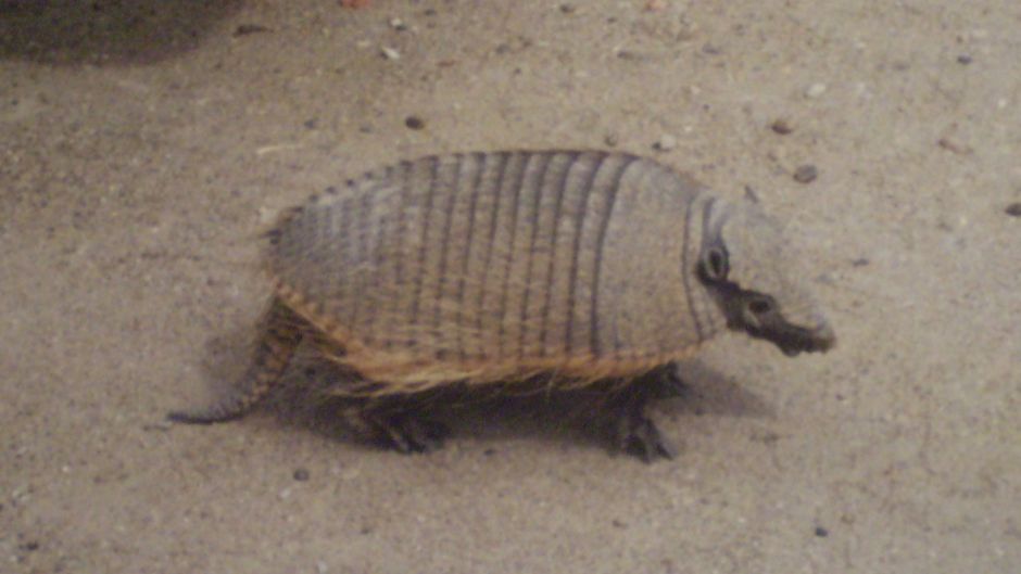 Quirquincho Puna, Guia de Fauna. RutaChile.   - BOLIVIA