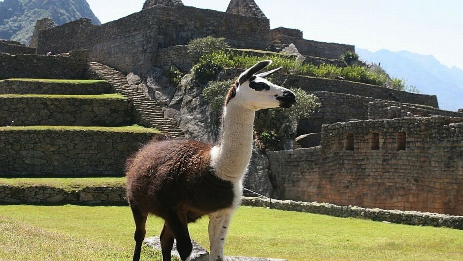 Llama.   - ARGENTINA