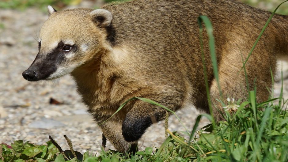 Coati, Guia de Fauna. RutaChile.   - Mexico