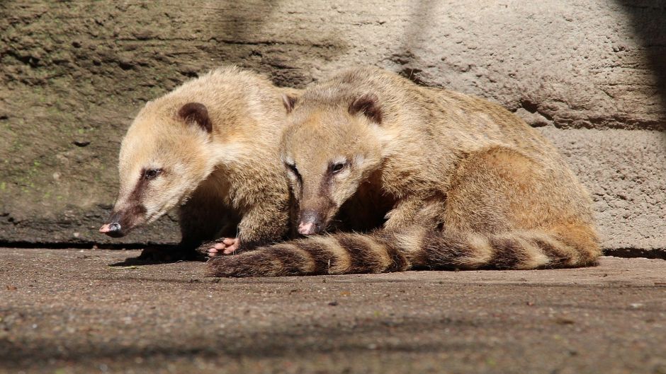 Coati, Guia de Fauna. RutaChile.   - 