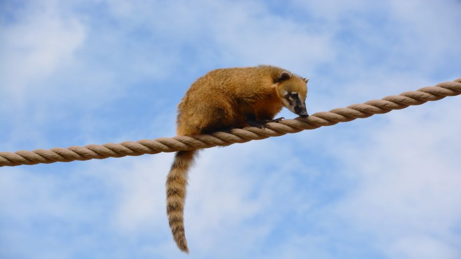 Coati, Guia de Fauna. RutaChile.   - Panama