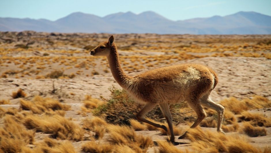 Guanaco, Guia de Fauna. RutaChile.   - BOLIVIA