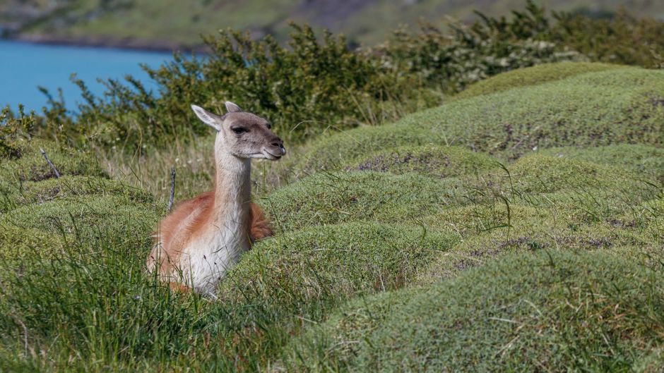 Guanaco, Guia de Fauna. RutaChile.   - PERU