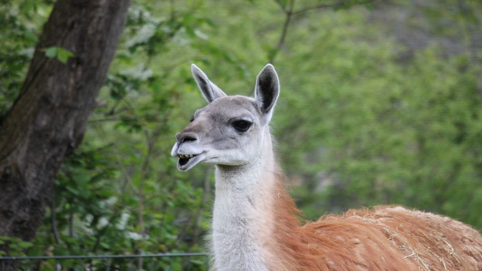 Guanaco, Guia de Fauna. RutaChile.   - PERU