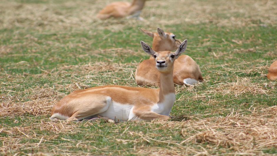 Guanaco, Guia de Fauna. RutaChile.   - 