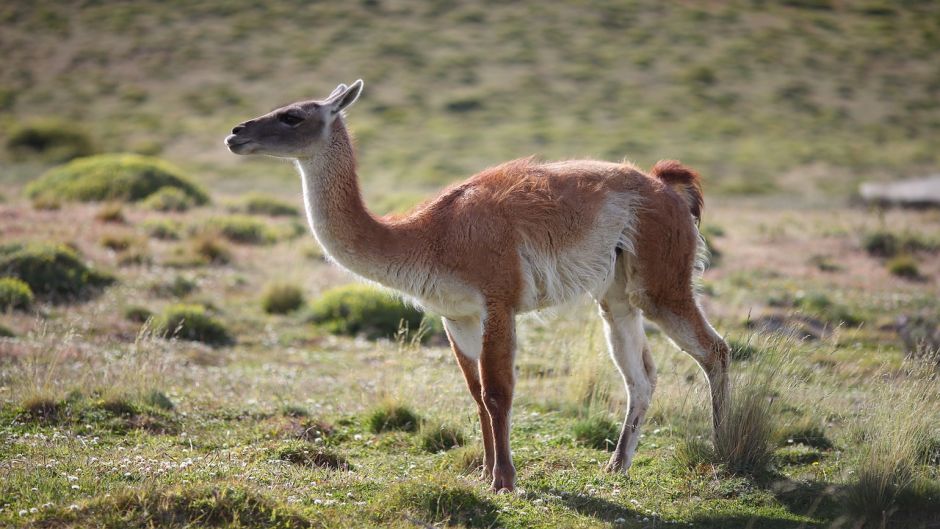 Guanaco, Guia de Fauna. RutaChile.   - BOLIVIA