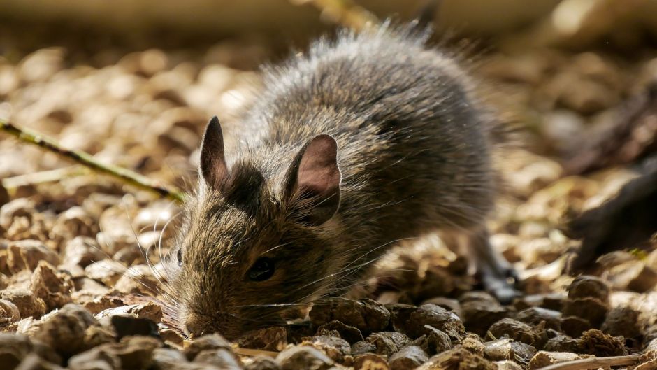 Degu, Guia de Fauna. RutaChile.   - 