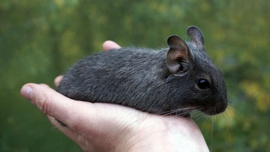 Degu, Guia de Fauna. RutaChile.   - 