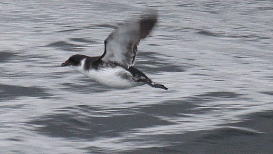 Yunco of Magallanes, Guia de Fauna. RutaChile.   - 