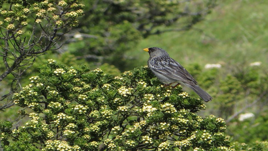 Yal, Guia de Fauna. RutaChile.   - ECUADOR