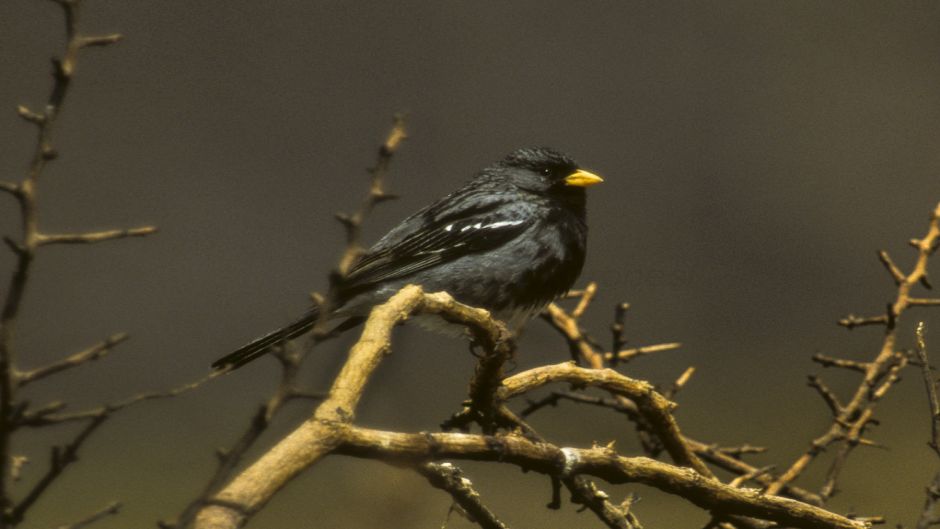 Yal, Guia de Fauna. RutaChile.   - ECUADOR