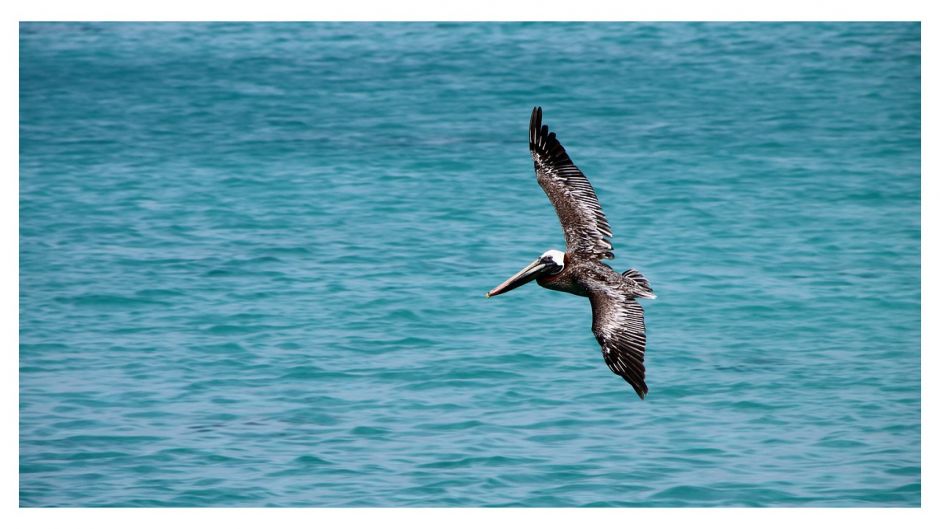 Peruvian Pelican, Guia de Fauna. RutaChile.   - 