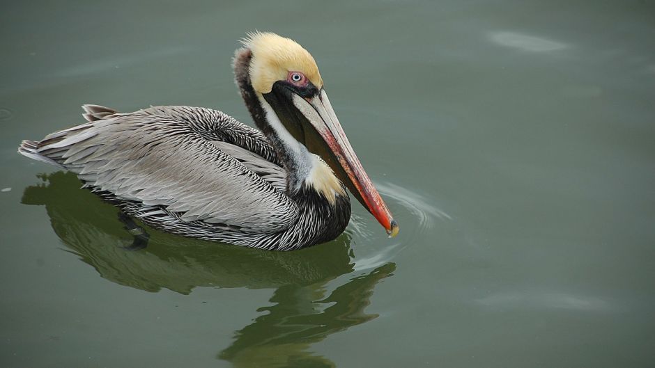 Peruvian Pelican, Guia de Fauna. RutaChile.   - 