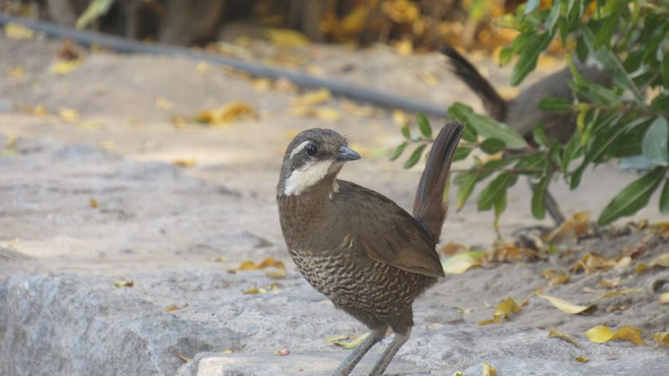 Turca, Birds of Guia Chile.   - CHILE