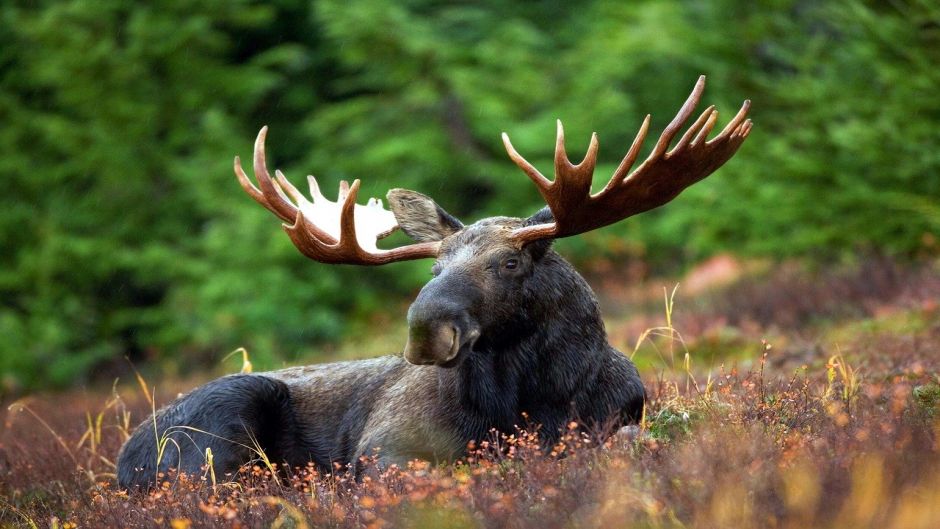 Moose.   - UNITED STATES