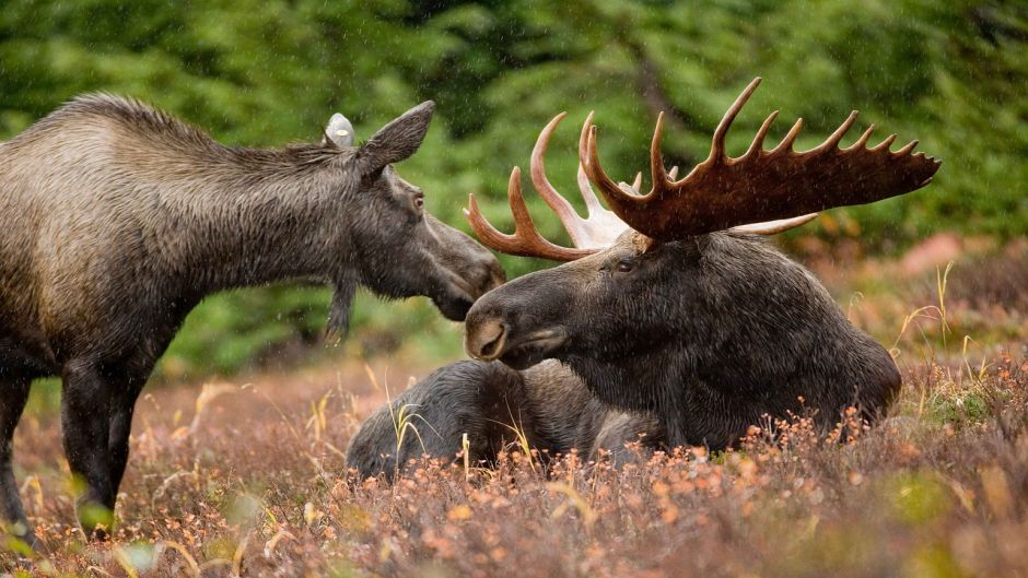 Moose.   - 