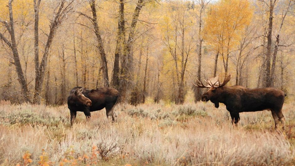 Moose.   - UNITED STATES