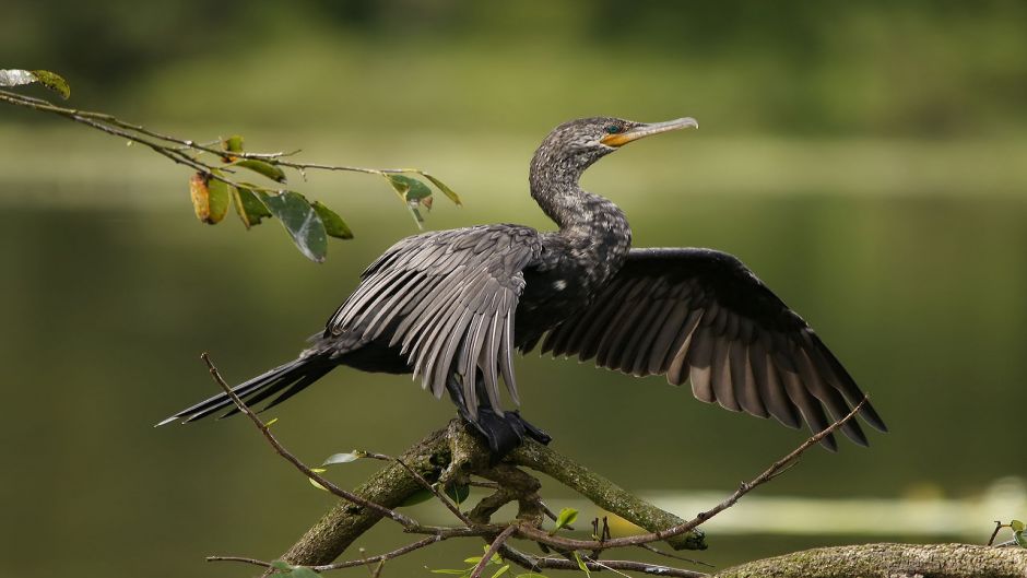 cormorán neotropica, Guia de Fauna. RutaChile.   - CHILE