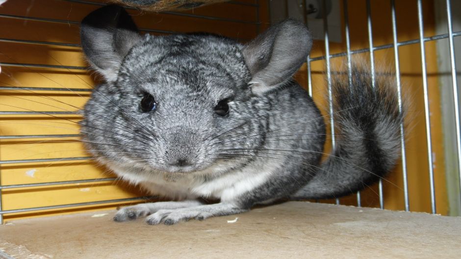 Chinchilla, Guia de Fauna. RutaChile.   - CHILE